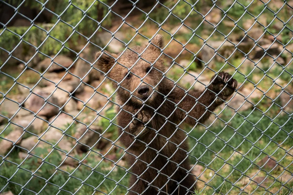 A young bear rises up behind the wire mesh fence and holds its front paws up