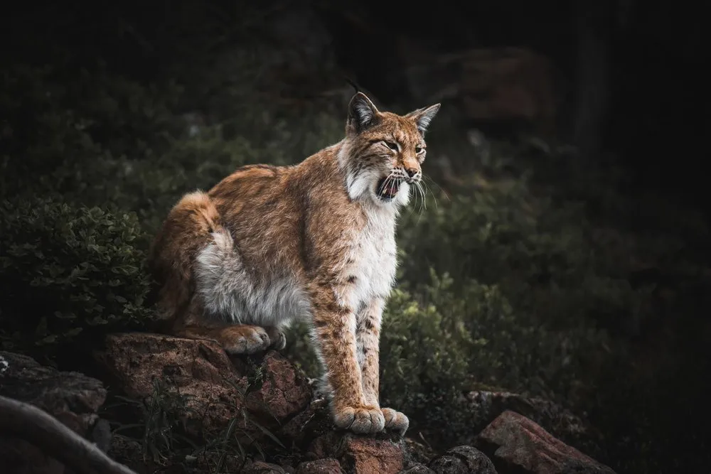 A lynx stands on reddish rocks against a dark background with its mouth half open