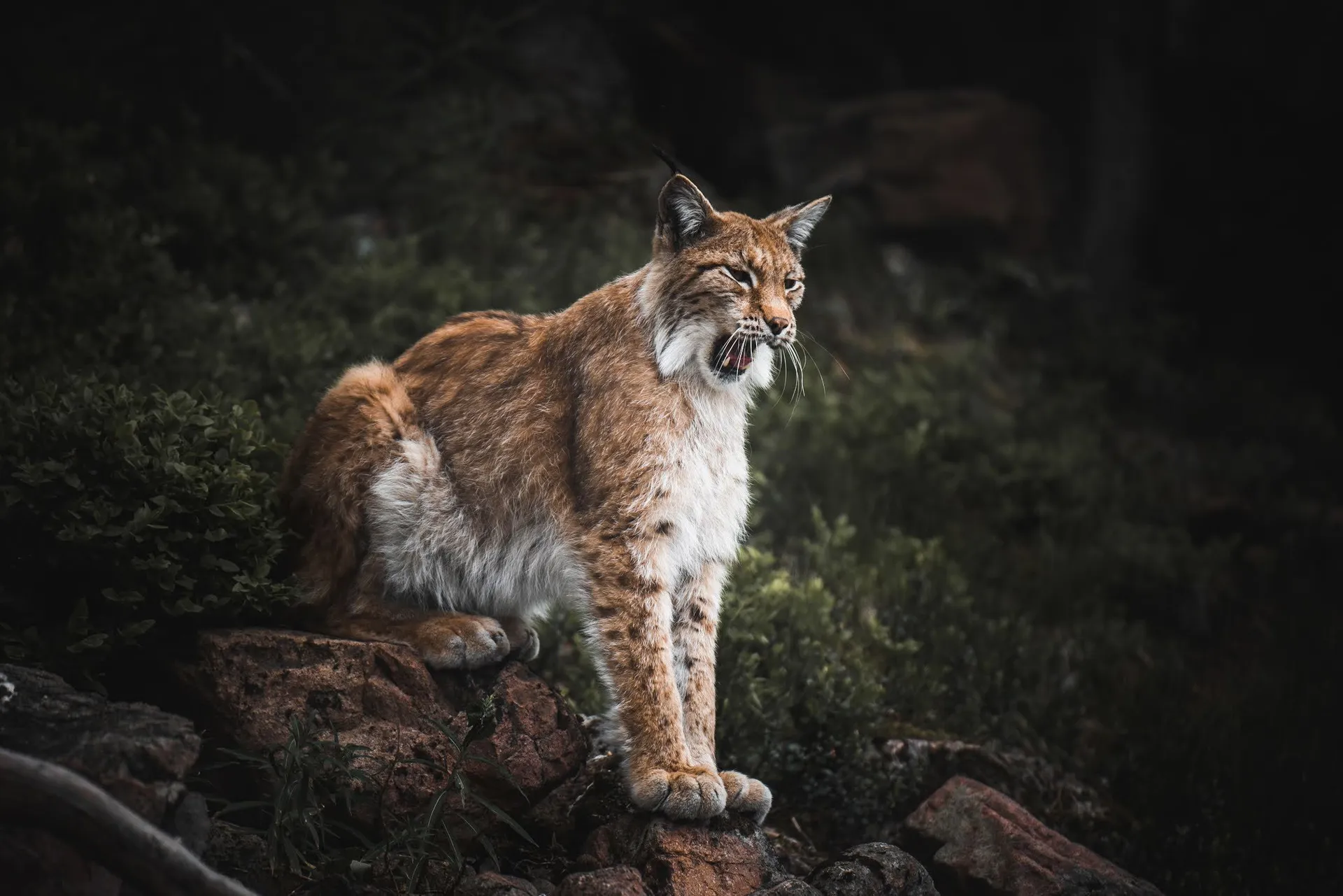 Ein Luchs steht auf rötlichen Felsen vor dunklem Hintergrund und hat das Maul halb geöffnet