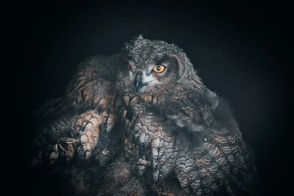 An owl with orange eyes and fluffed-up plumage against a black background