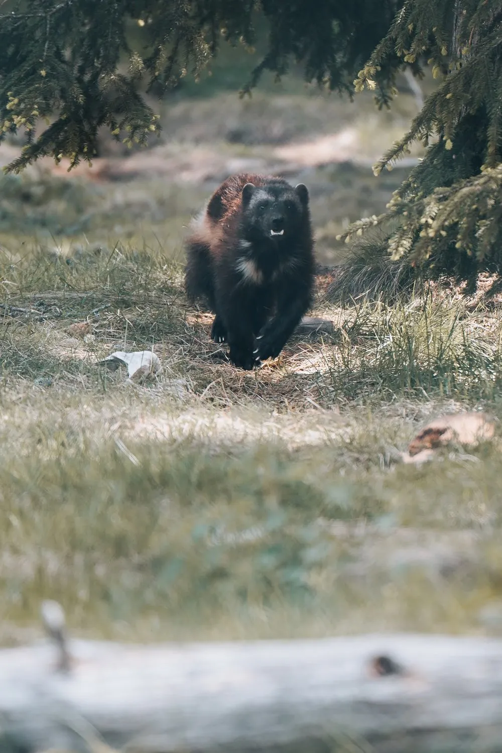 A wolverine with dark fur walks through the grass towards the camera