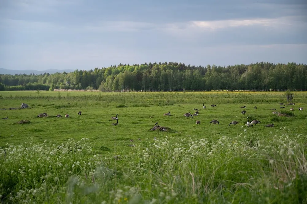 Many geese on a meadow in front of a deciduous forest, white blossoms in the foreground