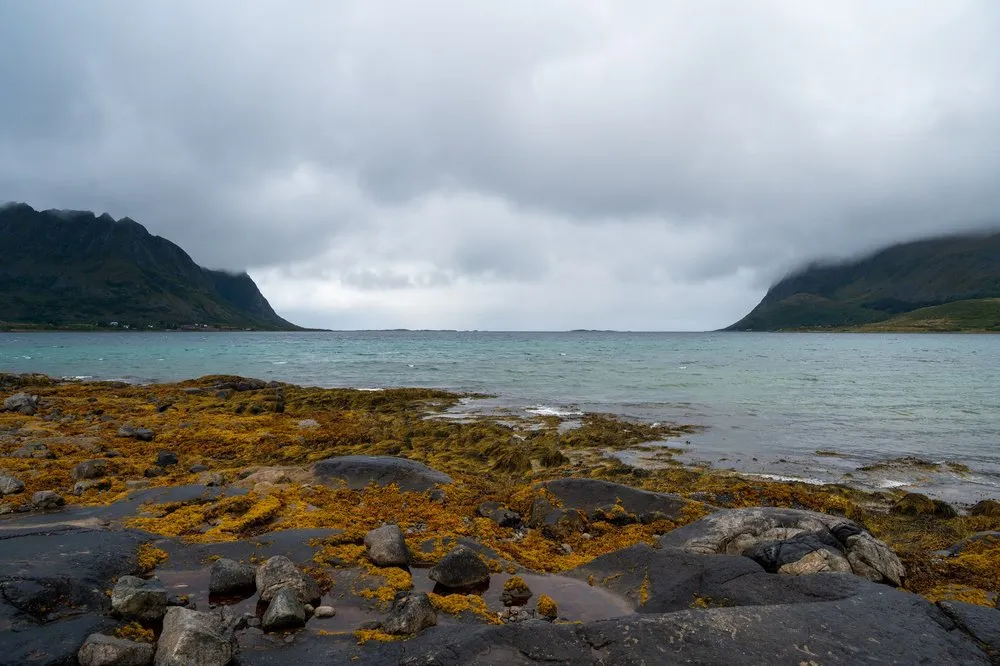 Rocky shore with yellow seaweed, turquoise water and mountains in low clouds behind it