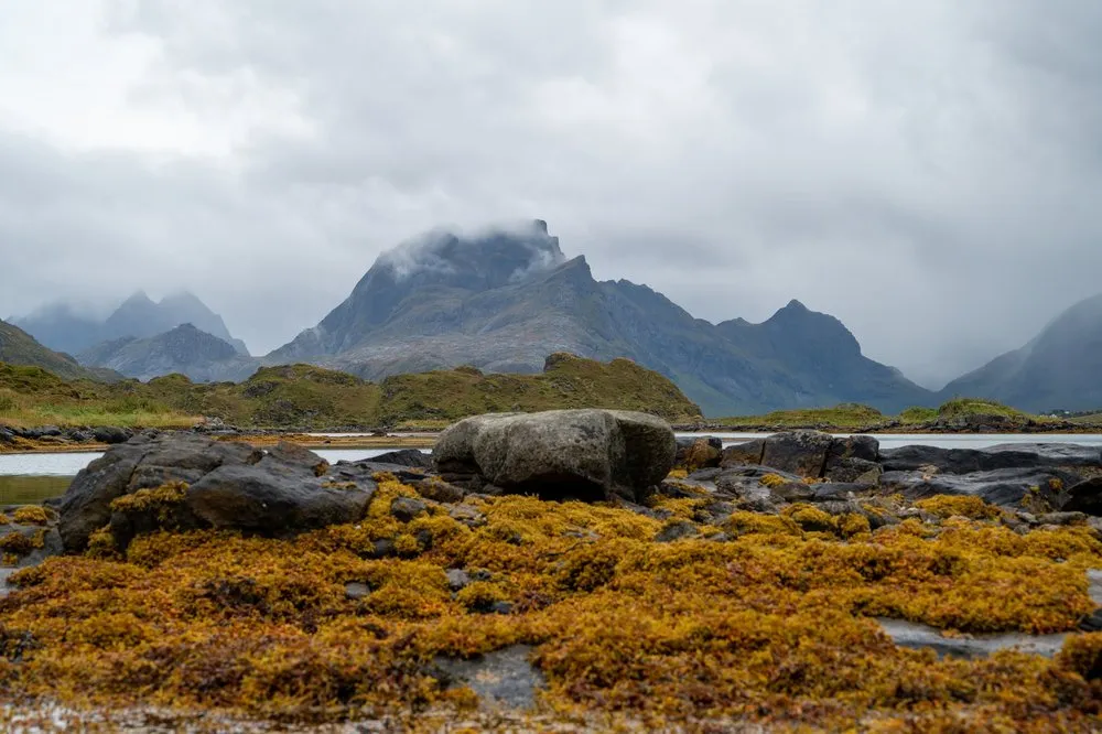 Yellow-brown seaweed on large stones in the foreground, a mountain with clouds at its summit behind
