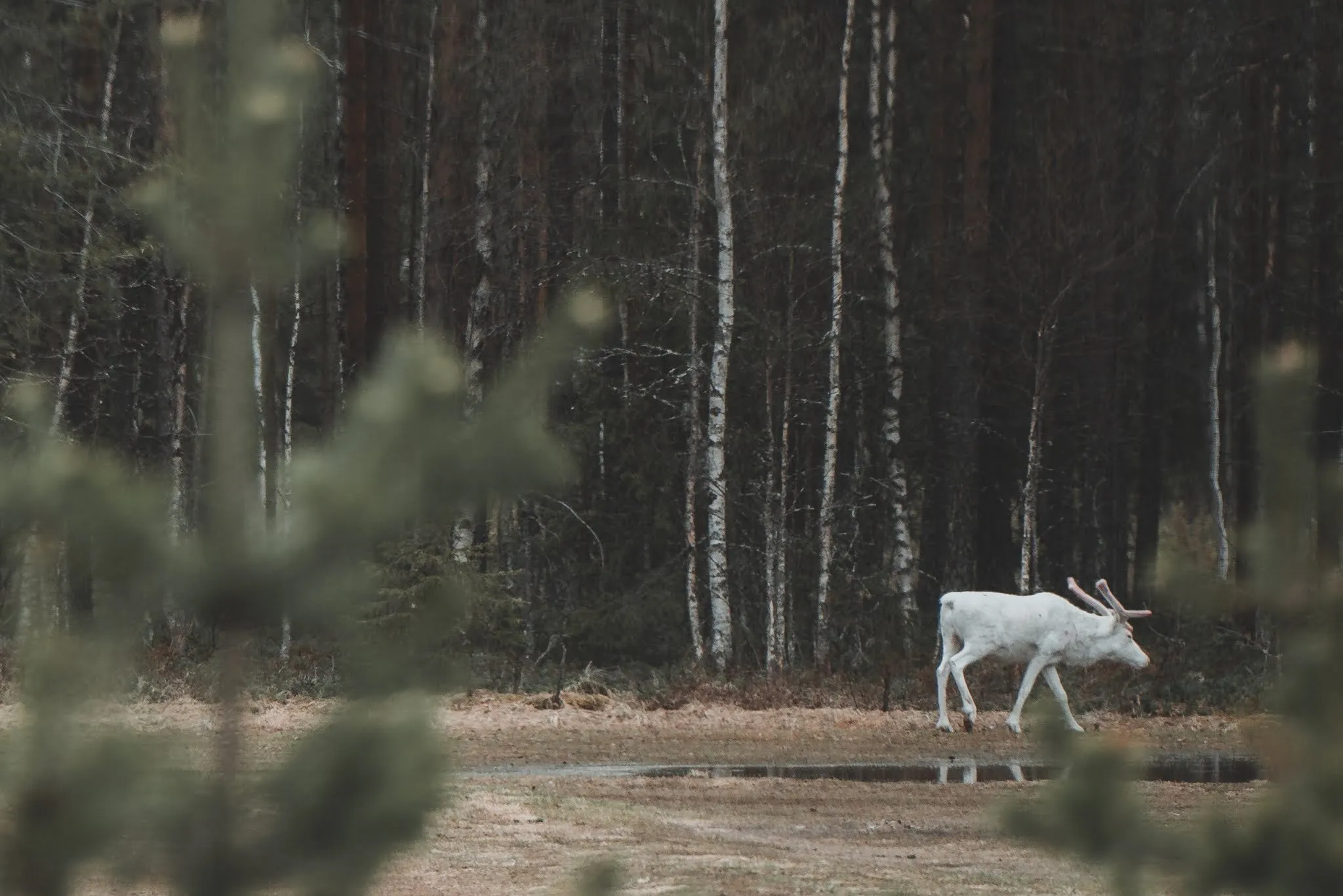 A white reindeer walks along a dark forest edge, blurred spruce branches in the foreground