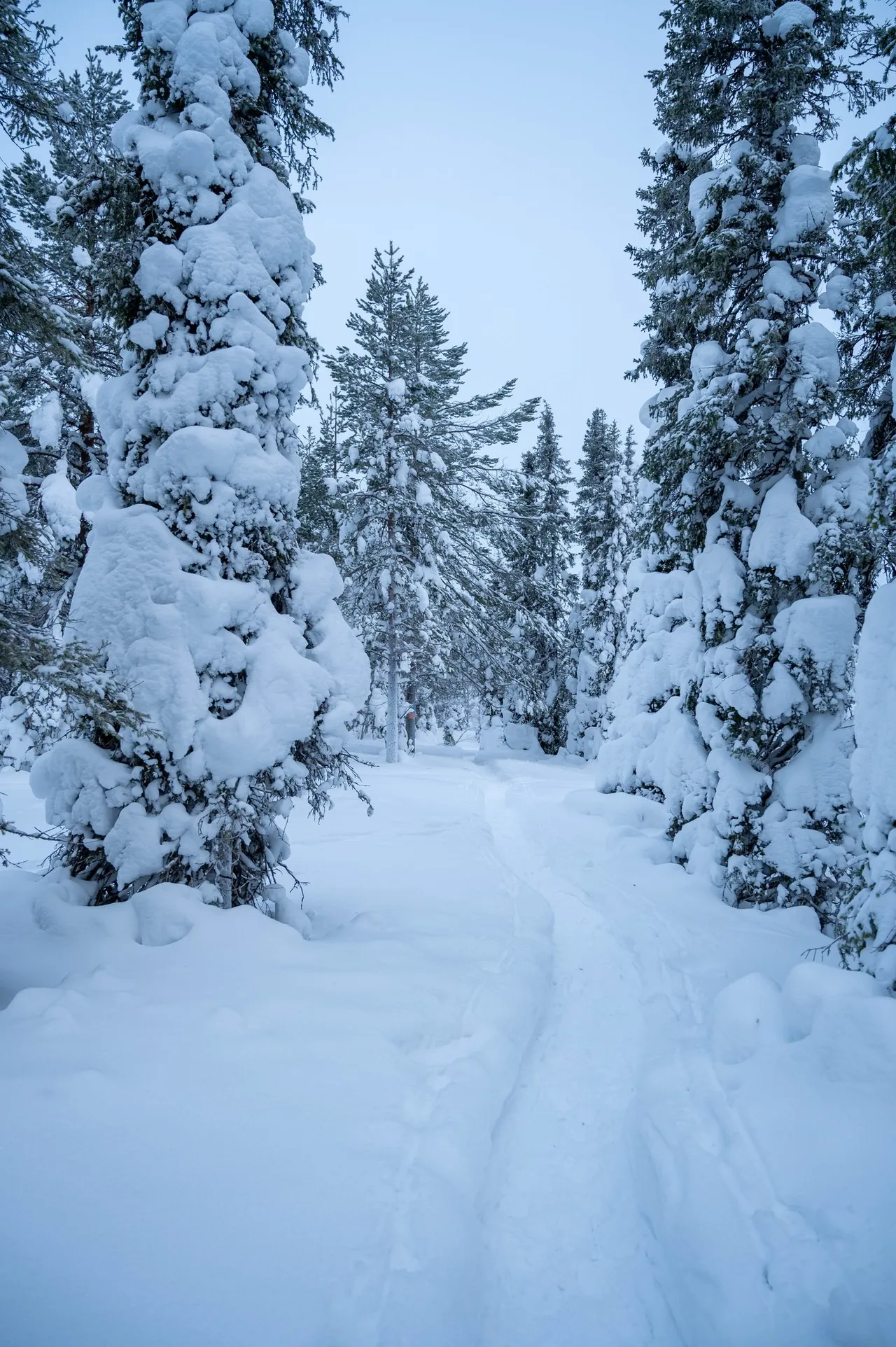 The trail leading through the snowy forest near Ruka
