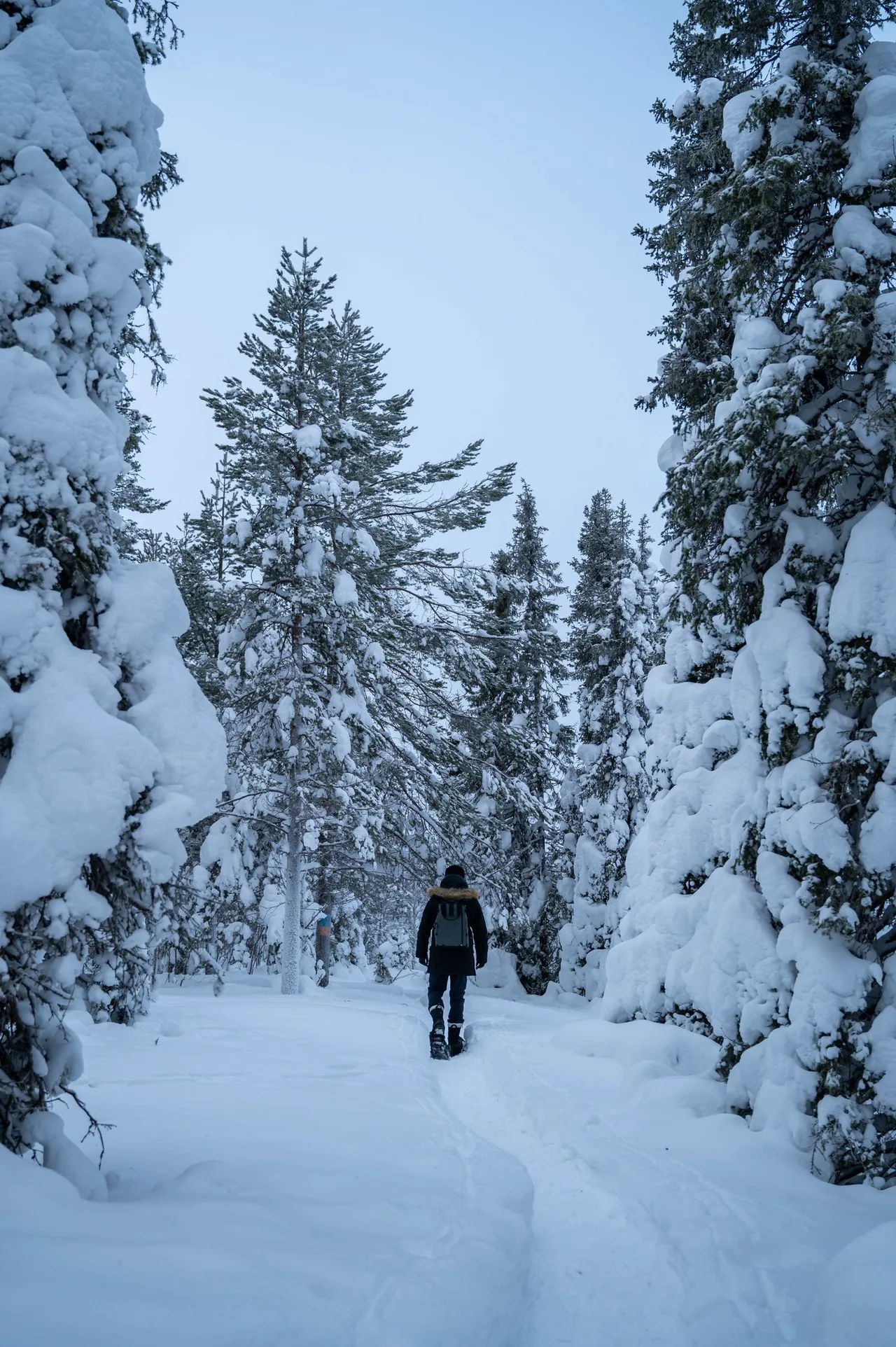 Annina on snowshoes between the white trees