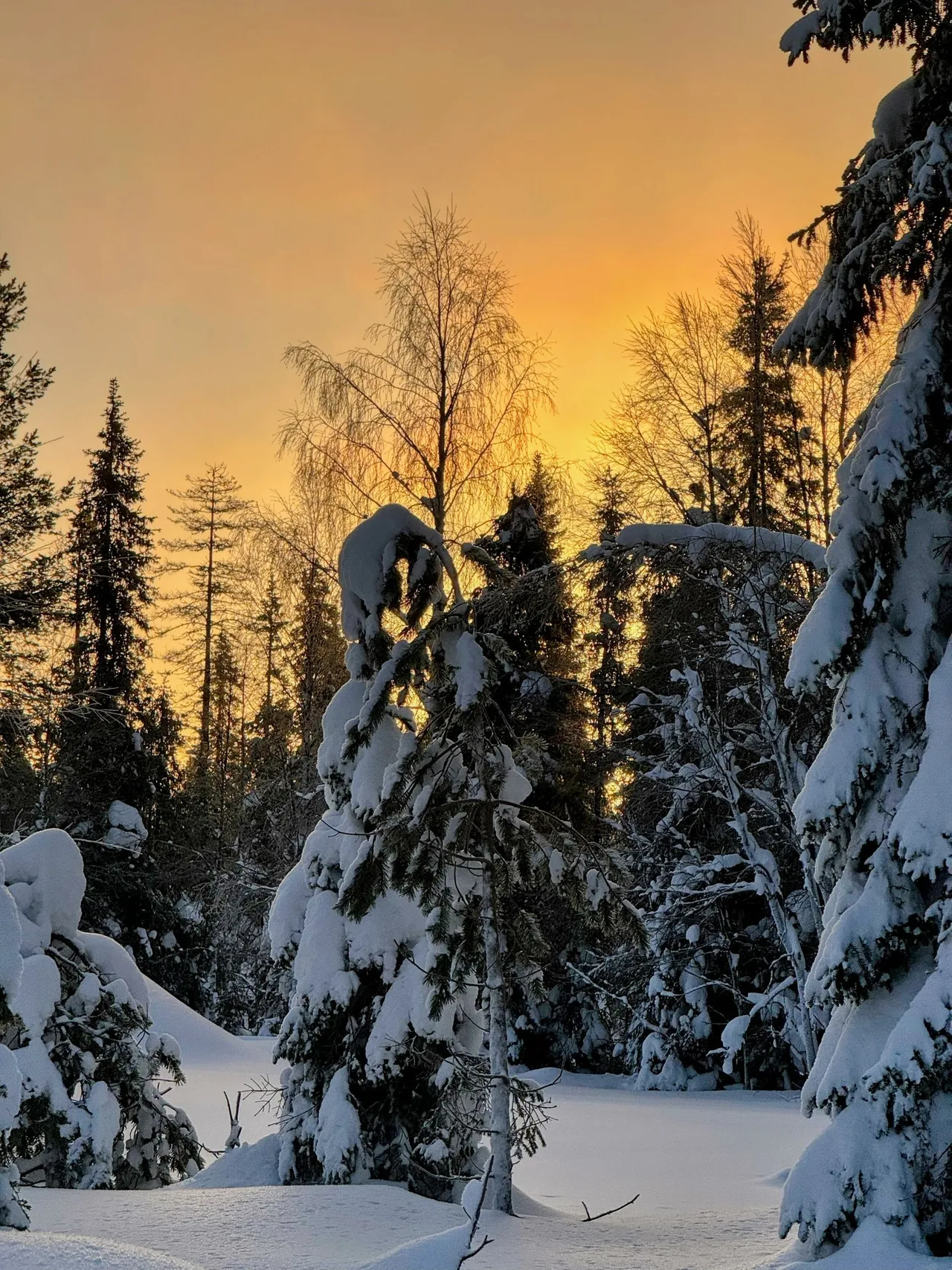 The evening sky burning above the snowy trees