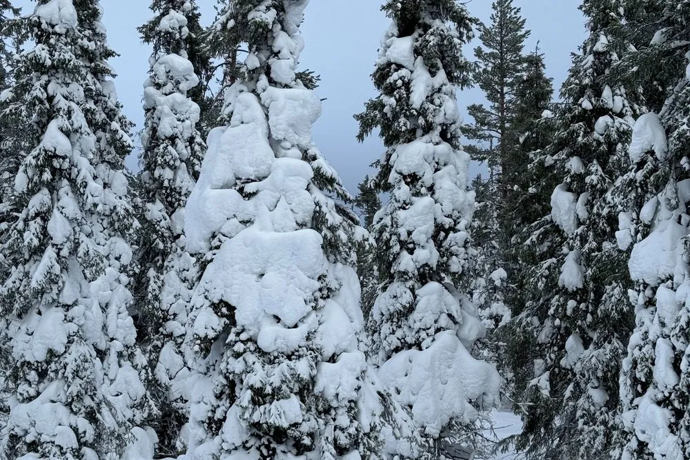 Fir trees buried in snow under a blue sky