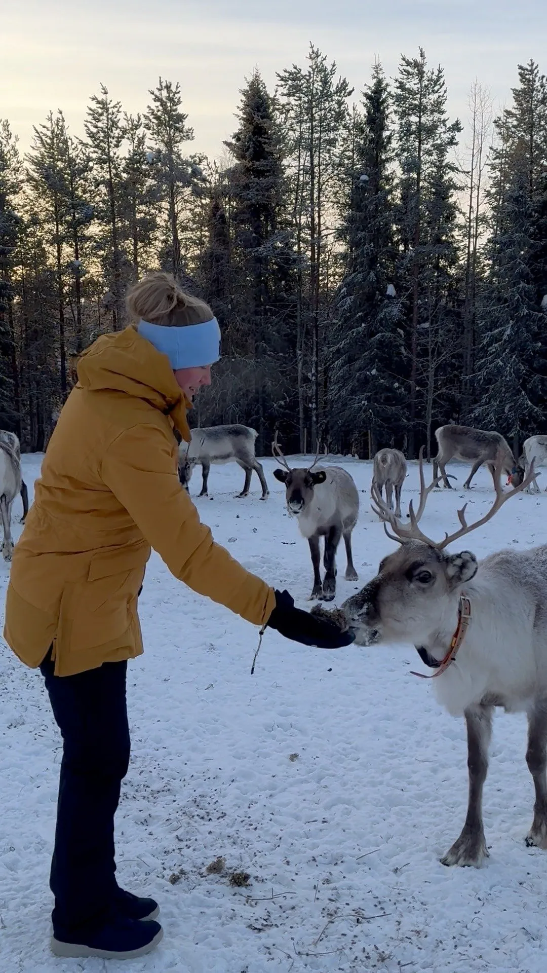 Reindeer farm & Riisitunturi National Park