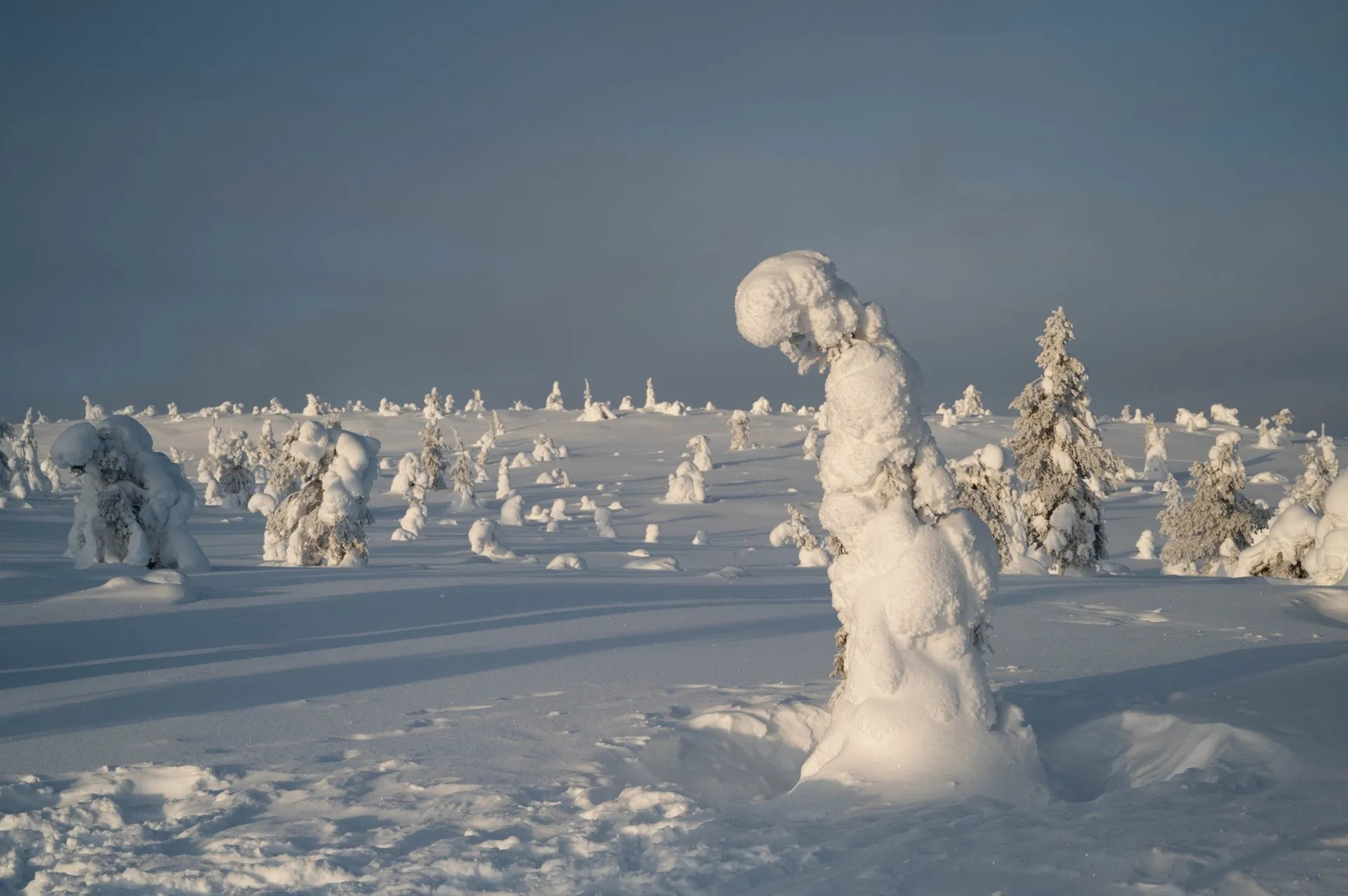 Rentierfarm & Riisitunturi Nationalpark. Bild 13