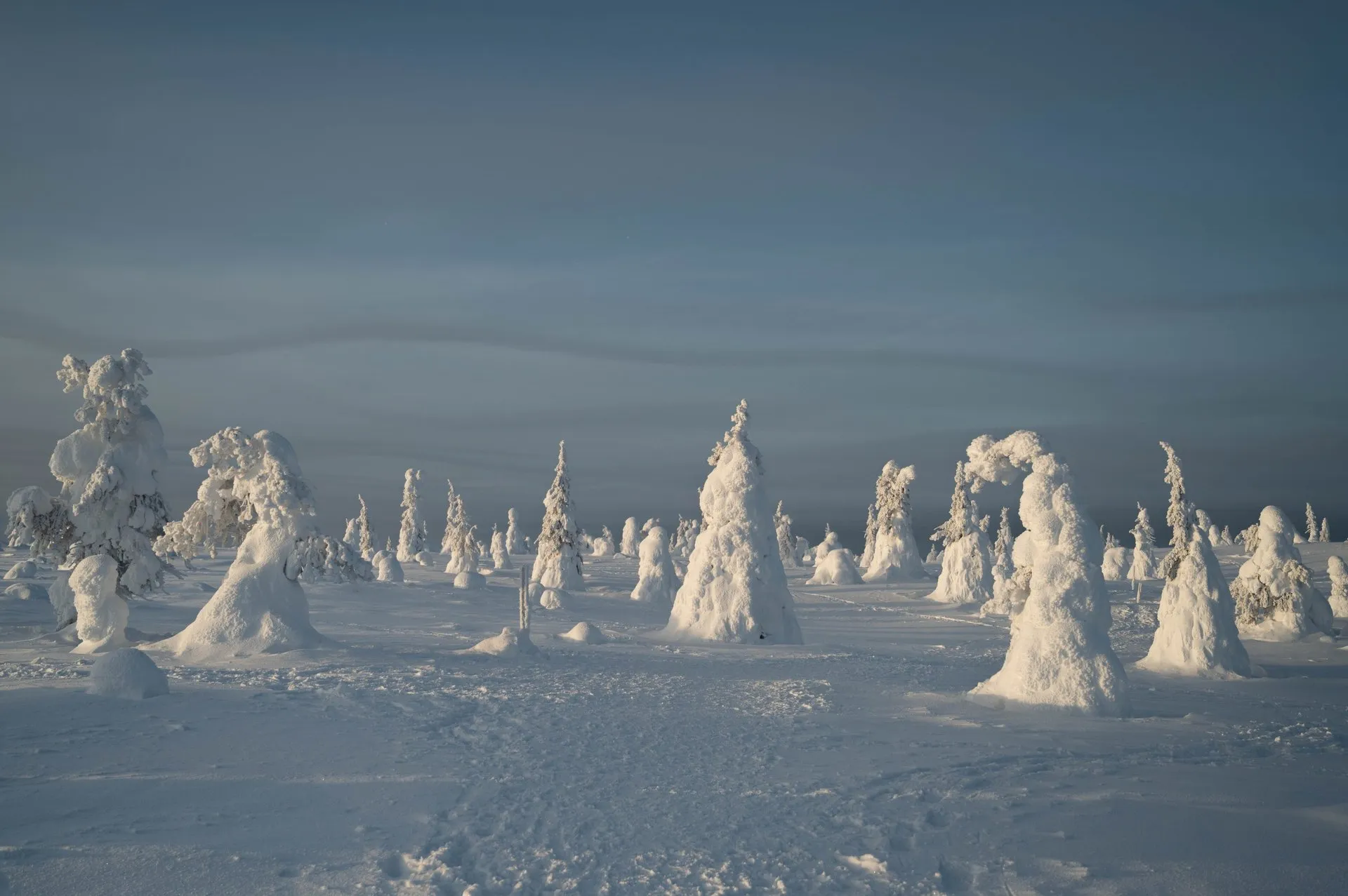 Rentierfarm & Riisitunturi Nationalpark. Bild 18
