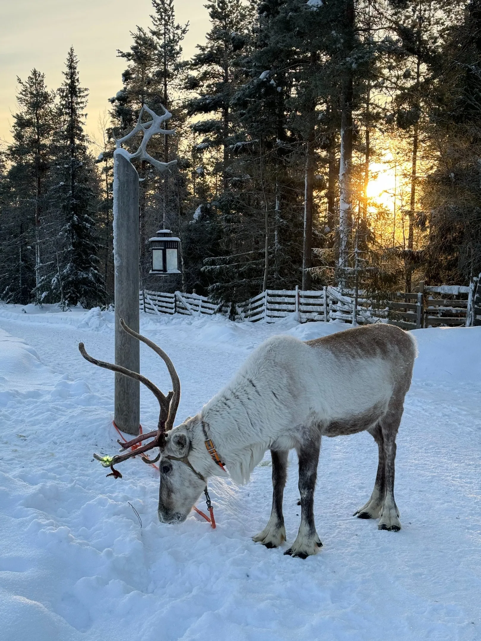 Rentierfarm & Riisitunturi Nationalpark. Bild 5