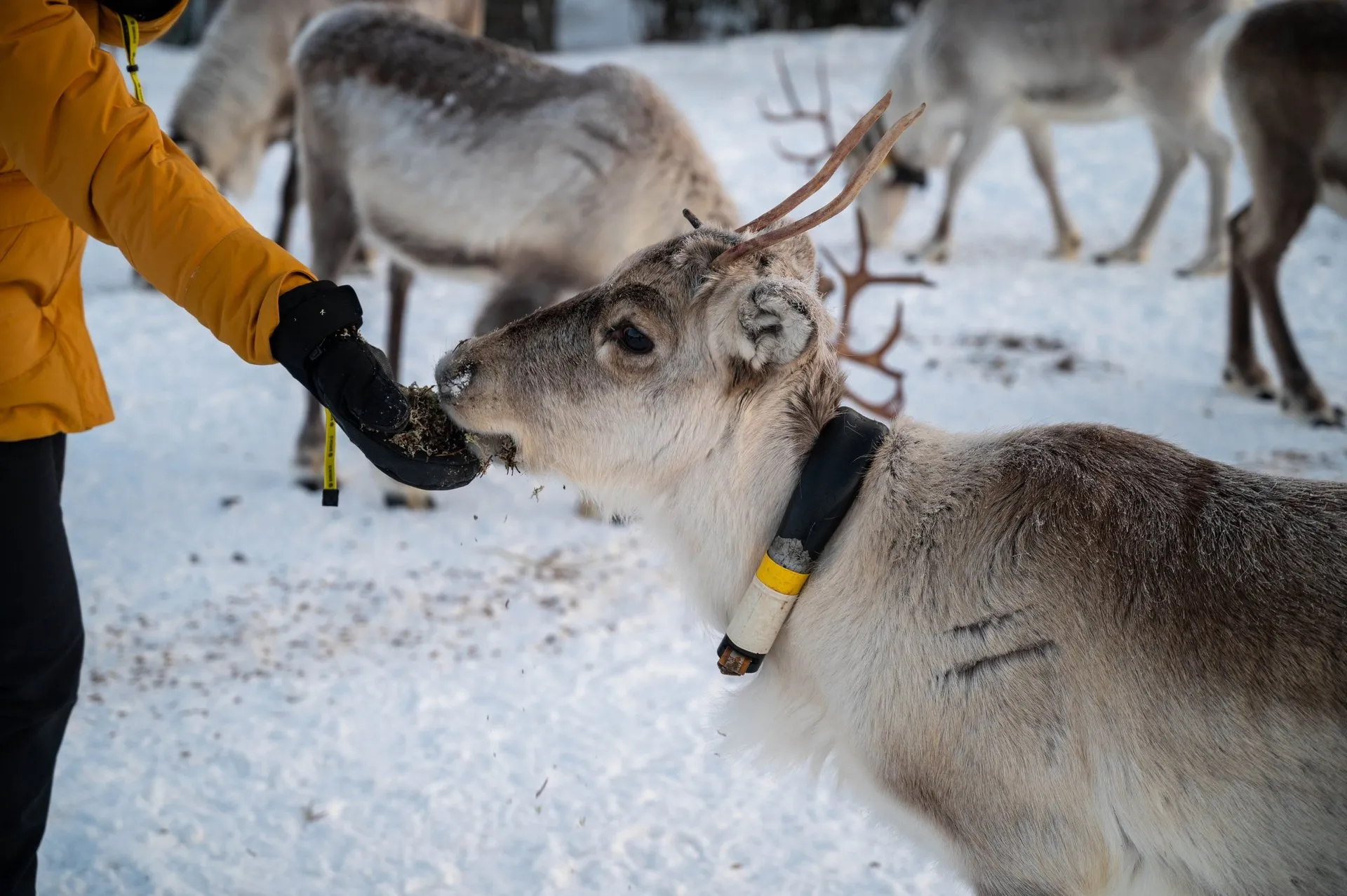 Rentierfarm & Riisitunturi Nationalpark. Bild 7