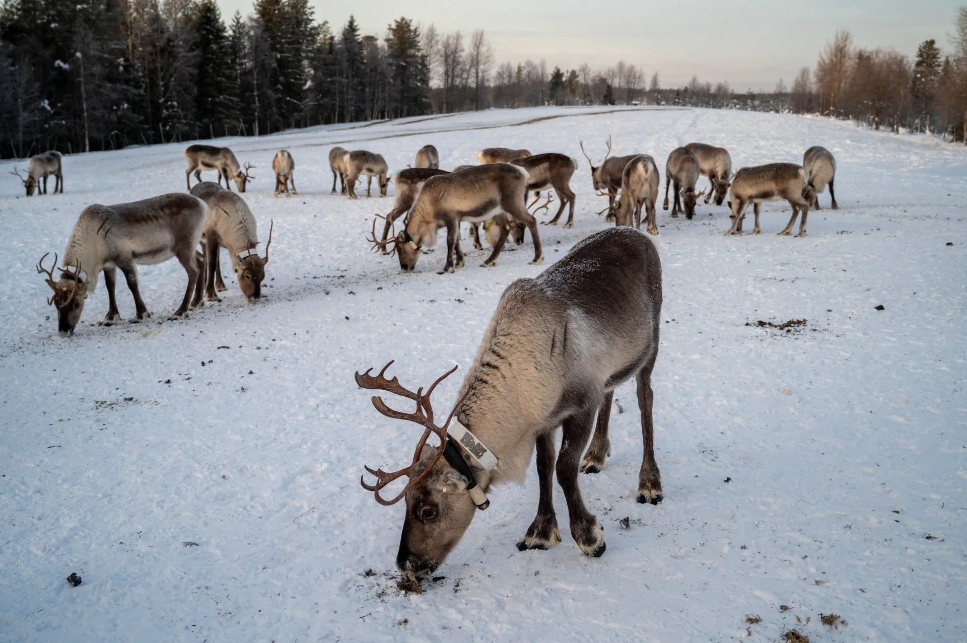 Rentierfarm & Riisitunturi Nationalpark. Bild 8