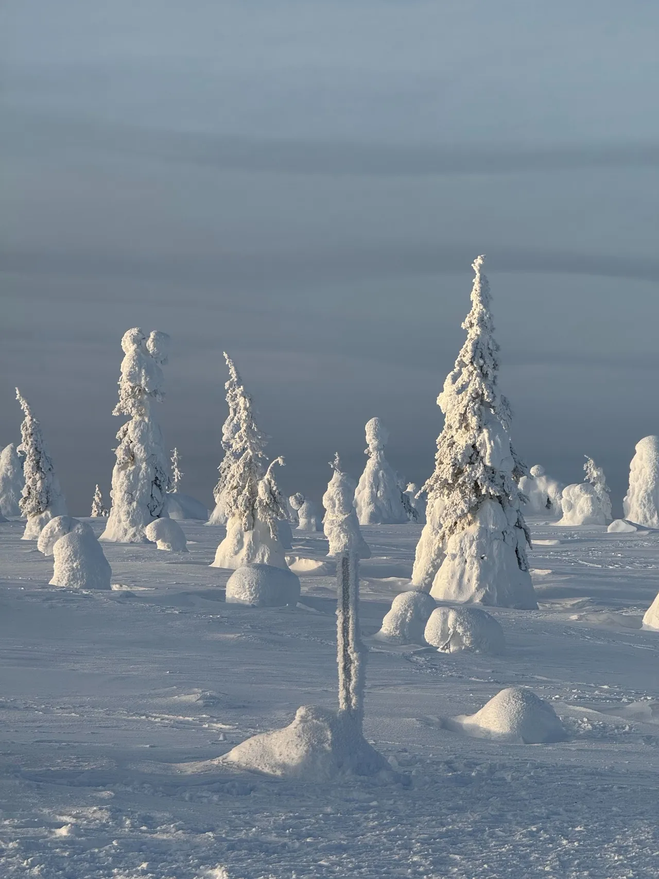 Snow-covered trees standing like figures on the plain