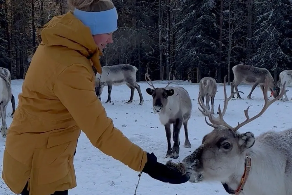 Annina feeding a reindeer from her hand, the herd in the snow behind