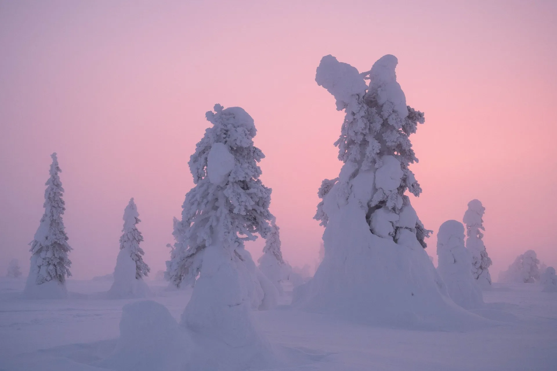 Pink dusk over deeply snow-covered trees in Riisitunturi National Park