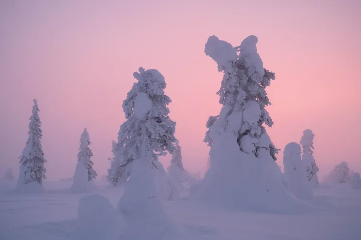 Schneeüberzogene Bäume unter rosa Dämmerungshimmel auf dem Riisitunturi