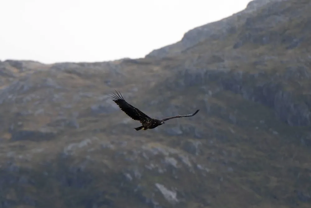 A sea eagle in flight in front of a rocky scree slope