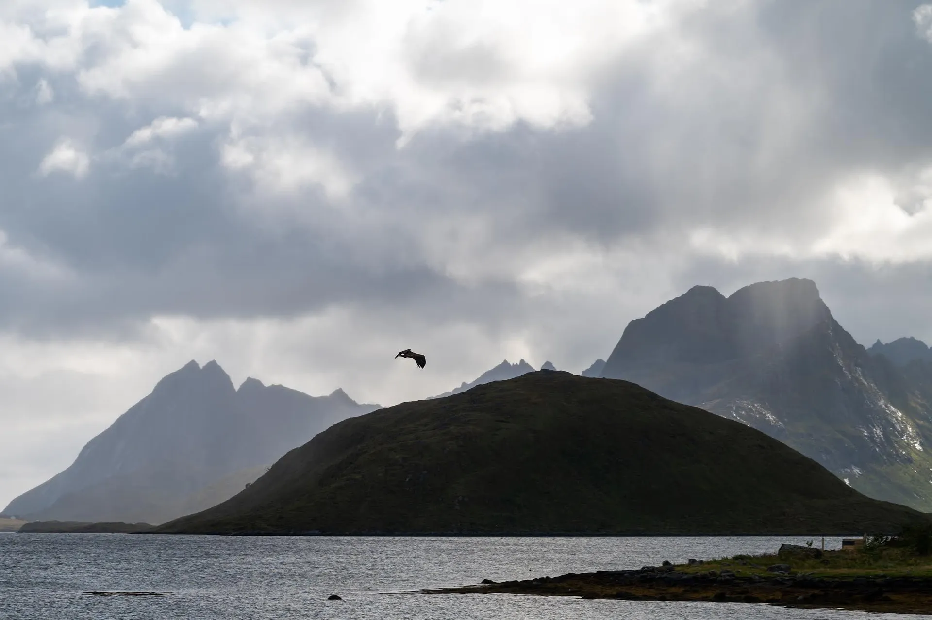 Ein Seeadler als dunkle Silhouette über einem Hügel, dahinter Berge und Sonnenstrahlen durch die Wolken