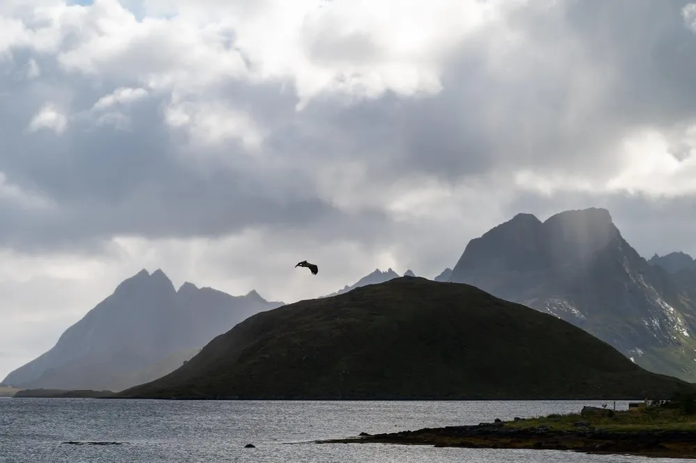 A sea eagle as a dark silhouette above a hill, mountains and sunbeams through the clouds behind