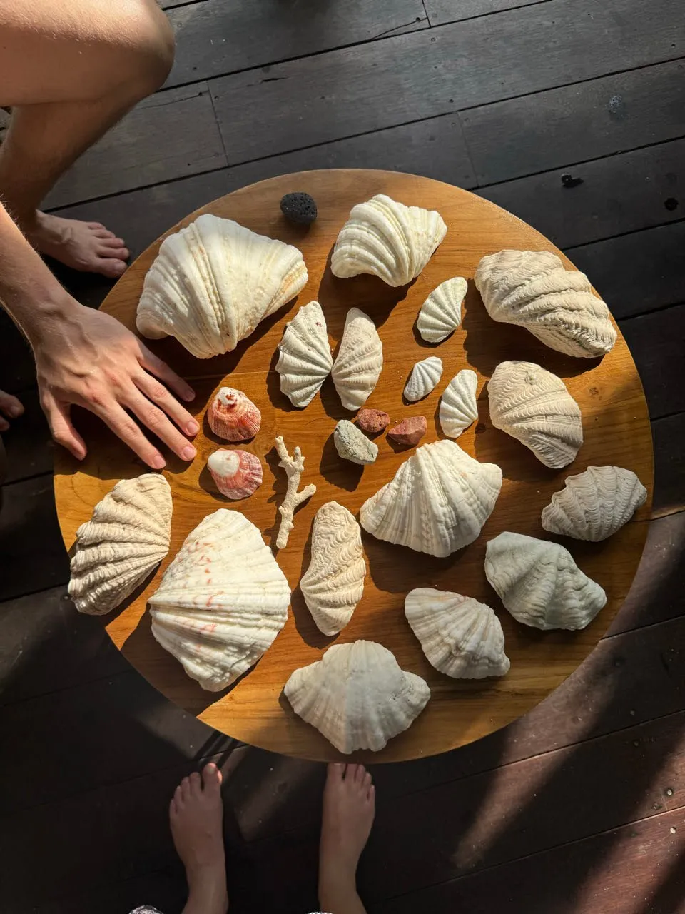 Grosse weisse Muscheln, zwei kleine rosa Schneckenhäuser und ein verzweigtes weisses Stück auf einem runden Holztisch