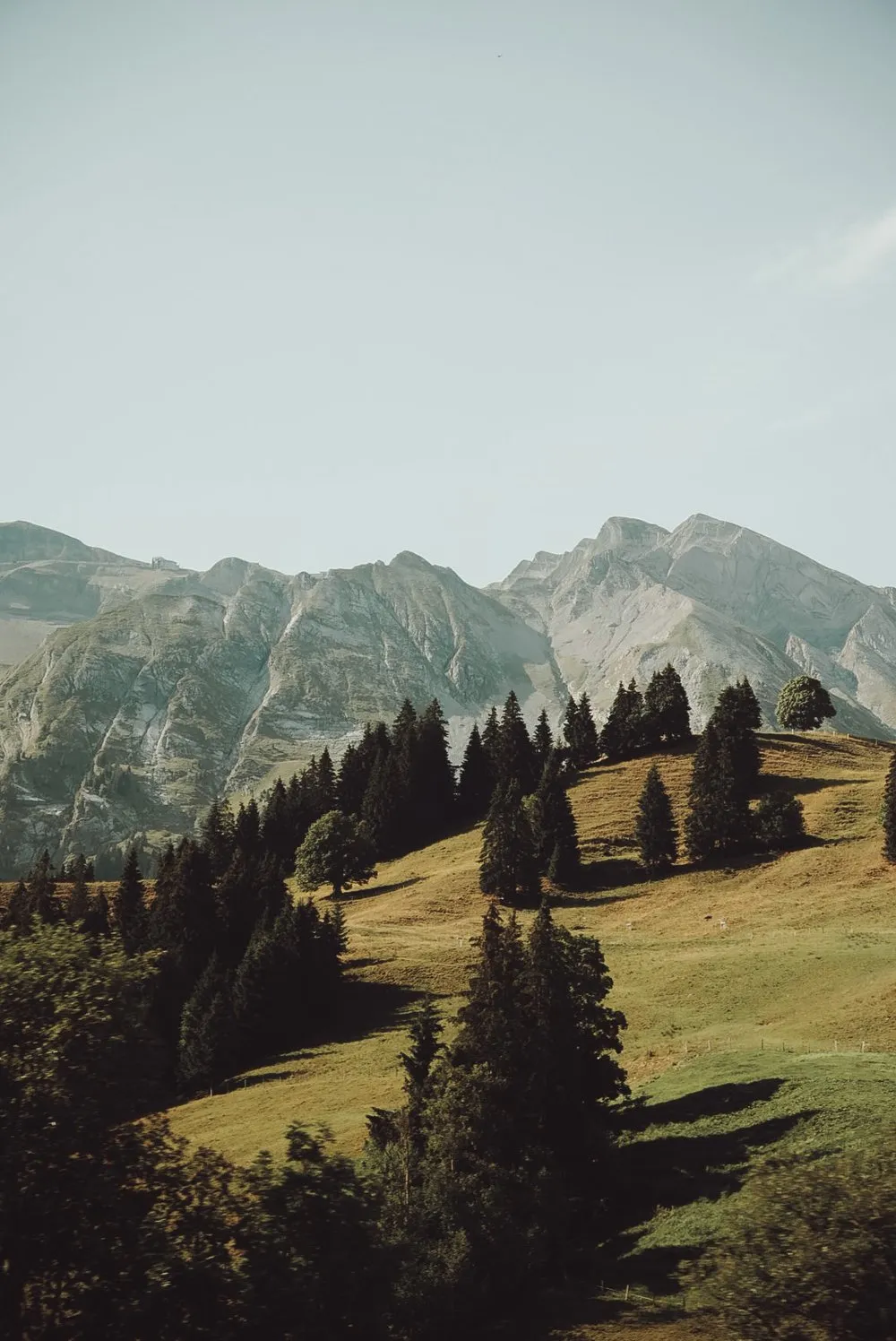 Pastures with scattered firs above Sörenberg, the summits behind them in the morning haze