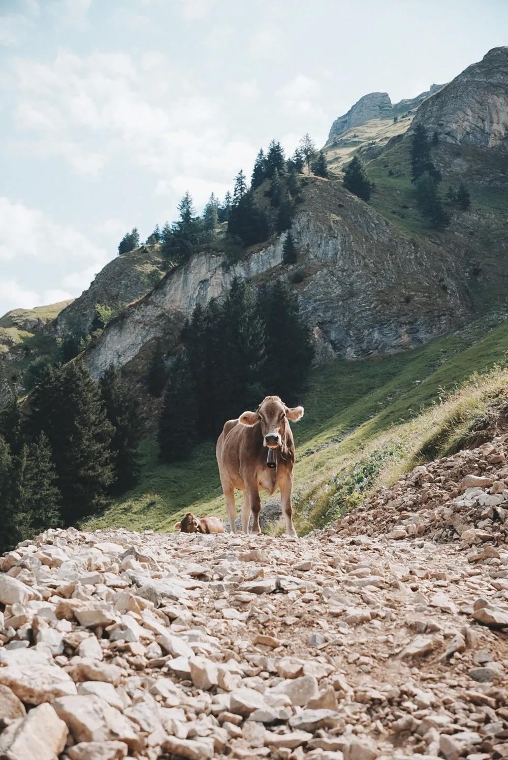 A brown cow with a bell standing in the middle of the stony path to the Eisee