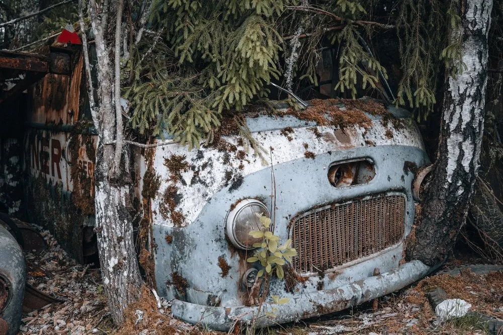 The front of a light blue wreck between two birch trunks, spruce branches hanging above