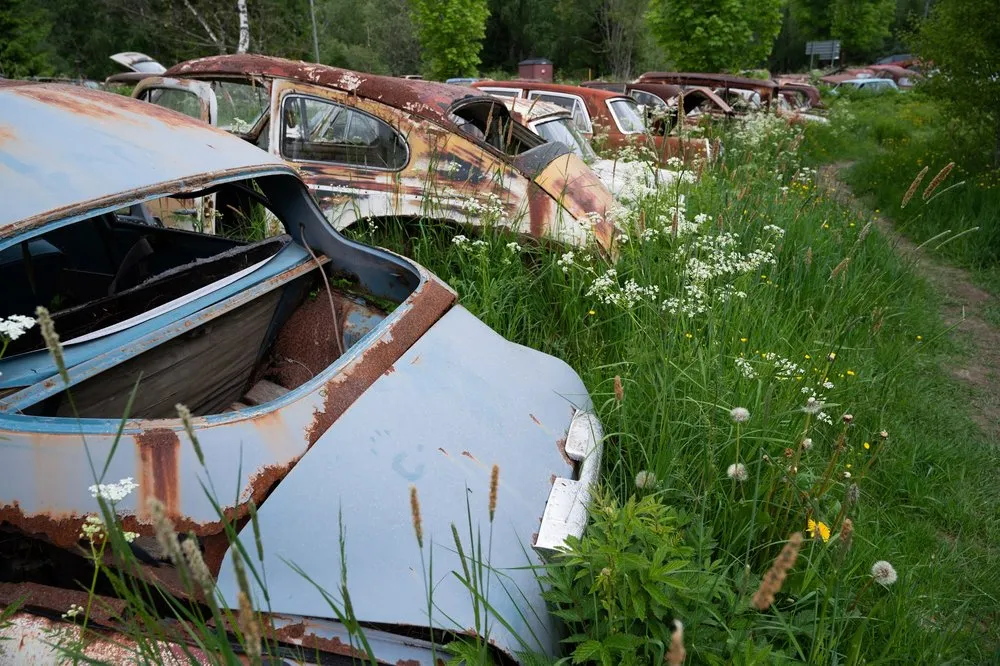 Rusting wrecks in a meadow with white flowers, in the foreground the blue rear of a car