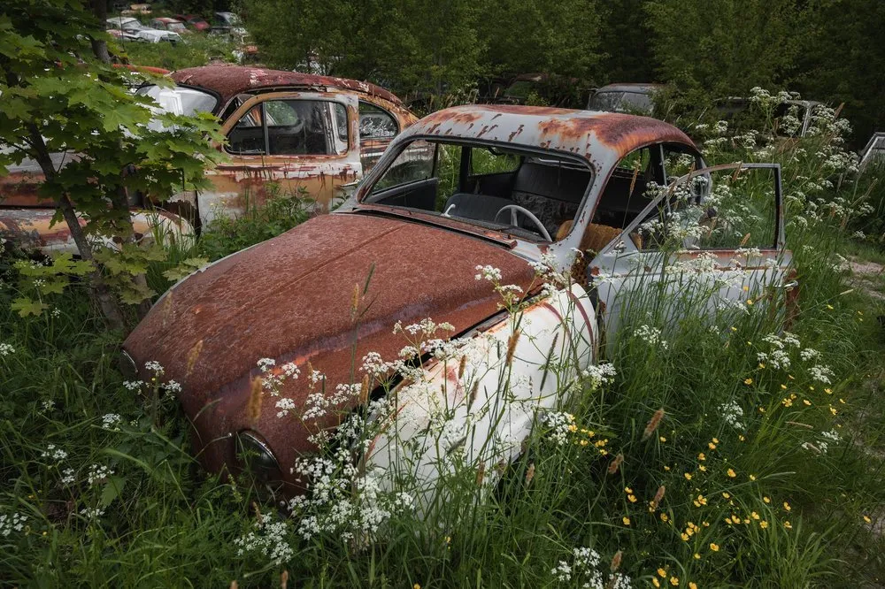 A rust-brown car with a white side stands in a meadow between white and yellow flowers