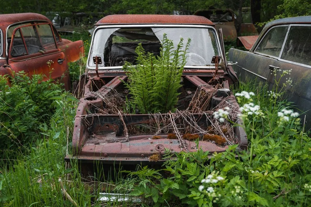 A fern grows out of the open front of a wreck, more cars stand in the tall grass behind