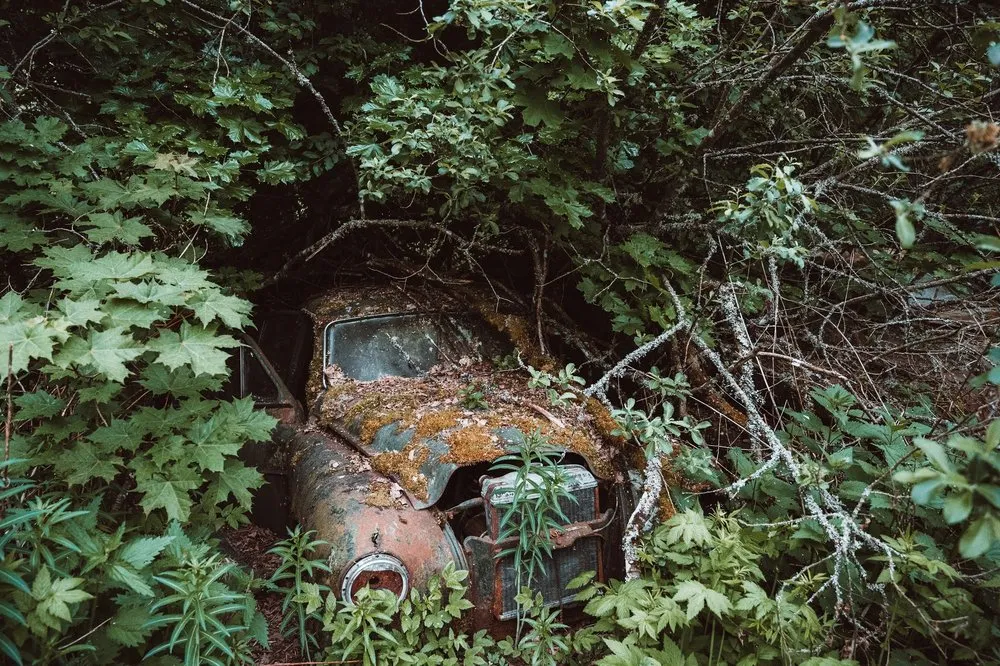 A car wreck that is barely visible under dense foliage and branches