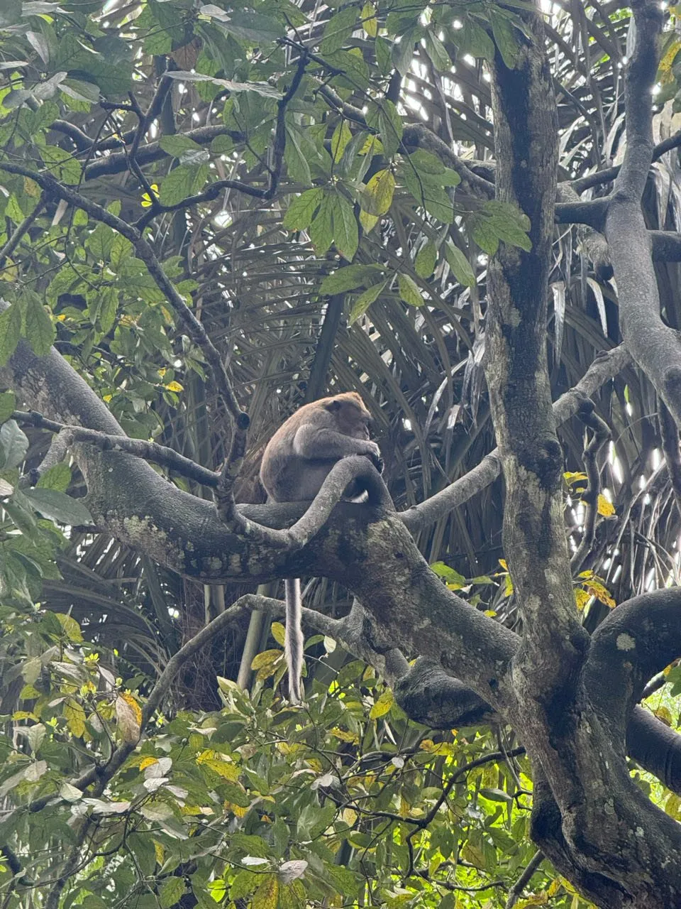 A macaque sits in the fork of a large tree in the Ubud Monkey Forest, its long tail hanging down
