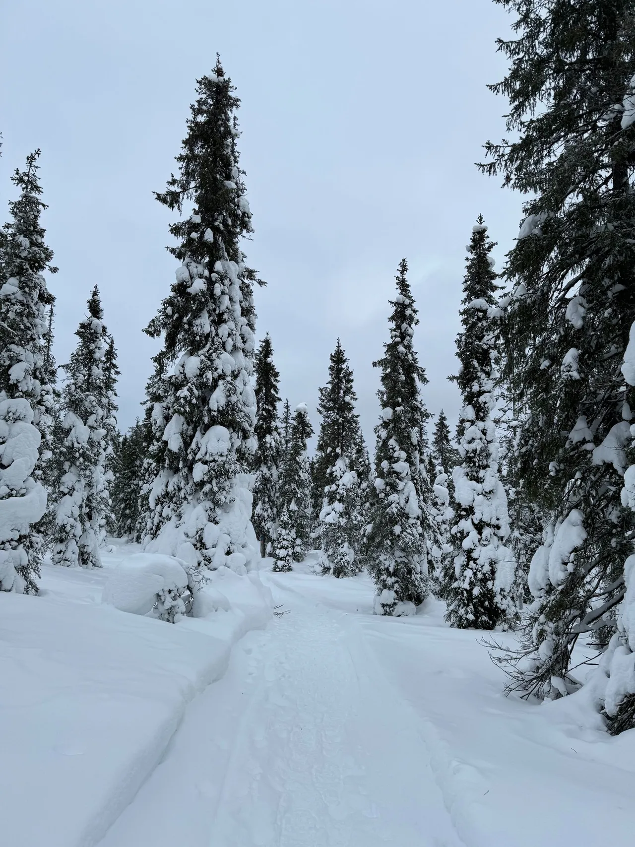 The snowshoe trail near Ruka running between snow-covered spruces