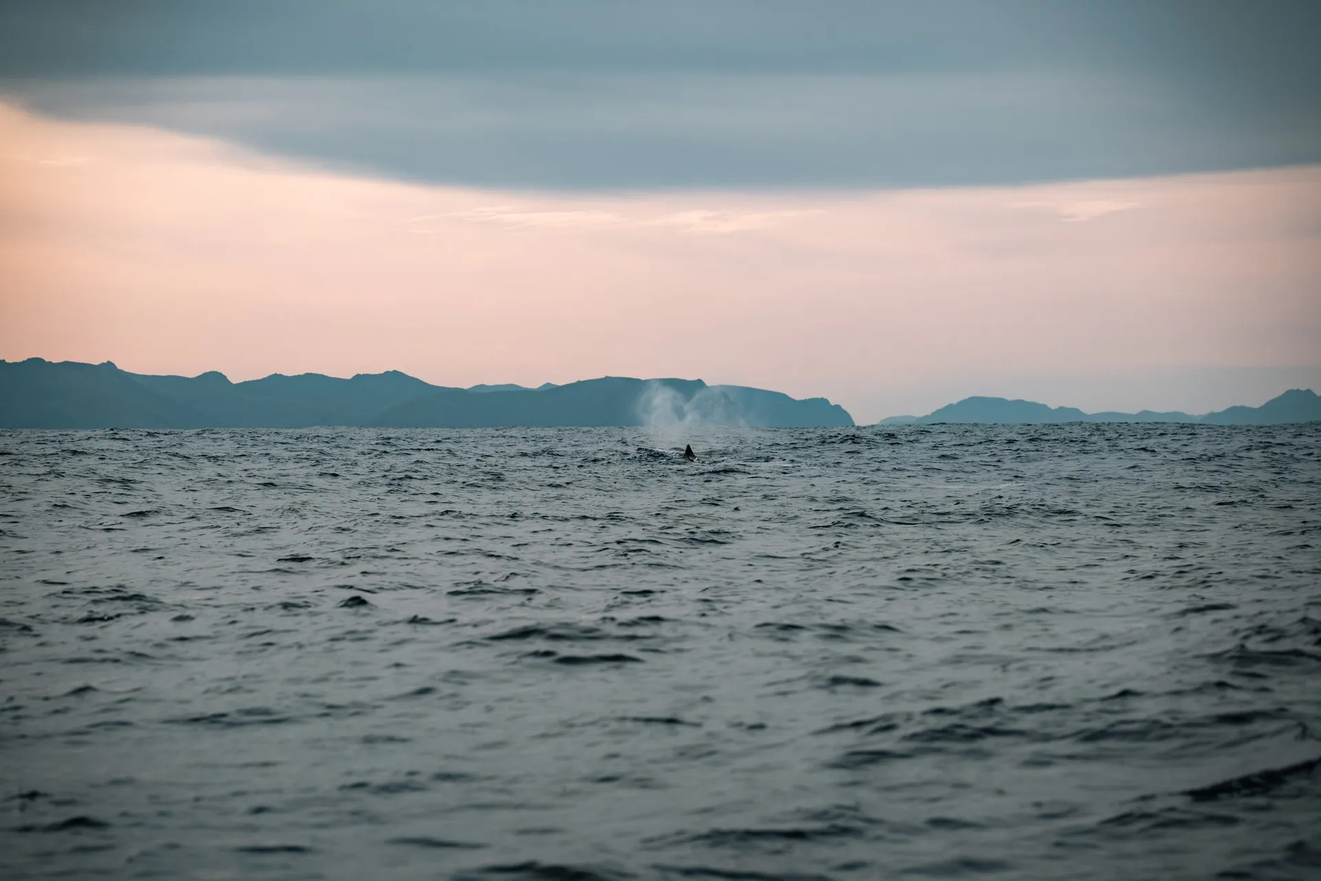 Der Blow eines Pottwals steigt als weisse Wolke über dem Meer vor Andenes auf, dahinter die Berge von Andøya