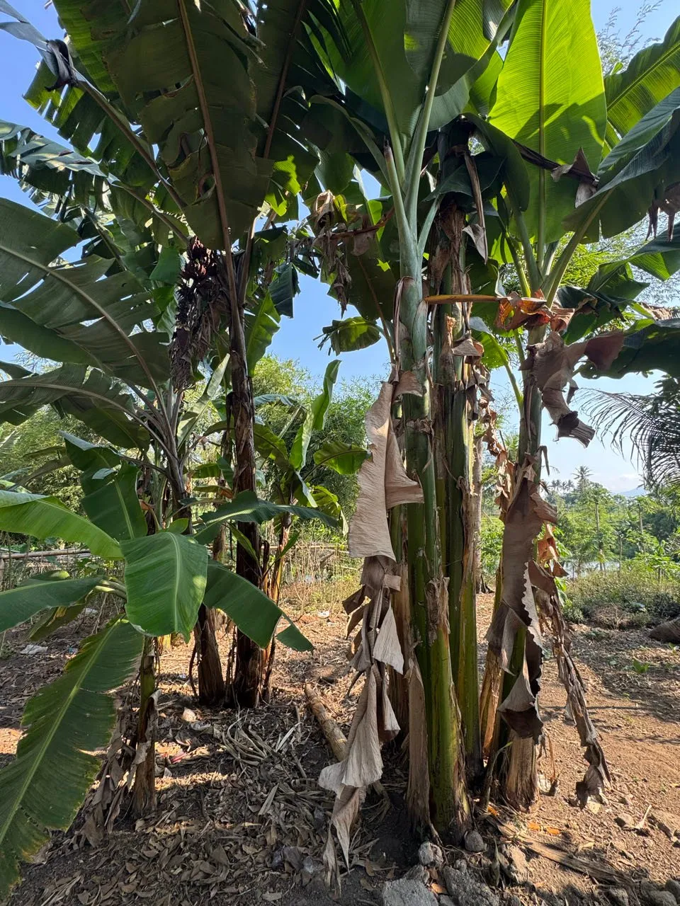 Bananenstauden mit grossen Blättern und trockenen braunen Blattresten an den Stämmen auf sandigem Boden