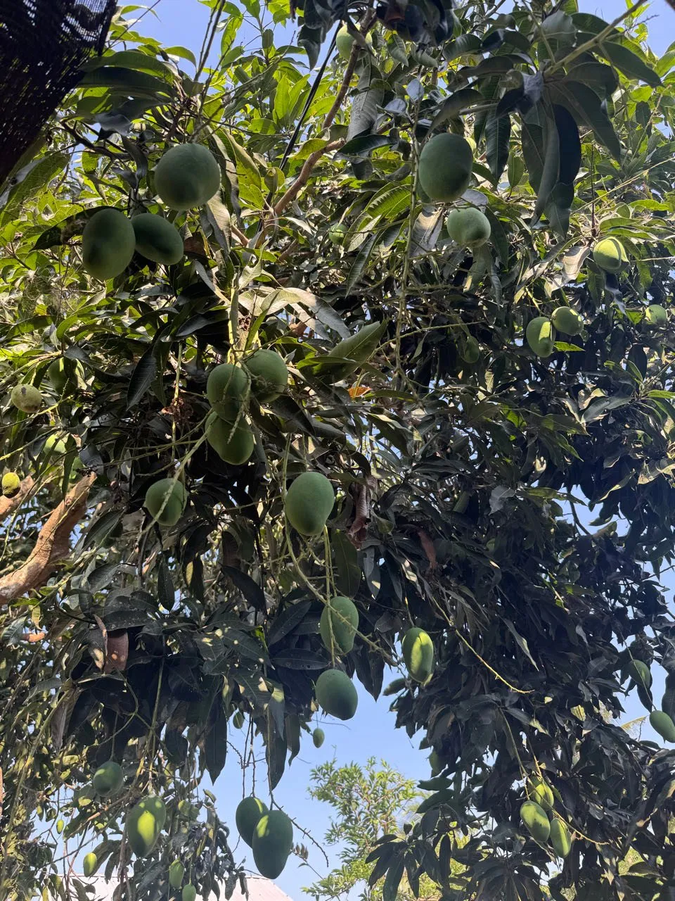 Ein Mangobaum voller grüner Mangos vor blauem Himmel, von unten gesehen