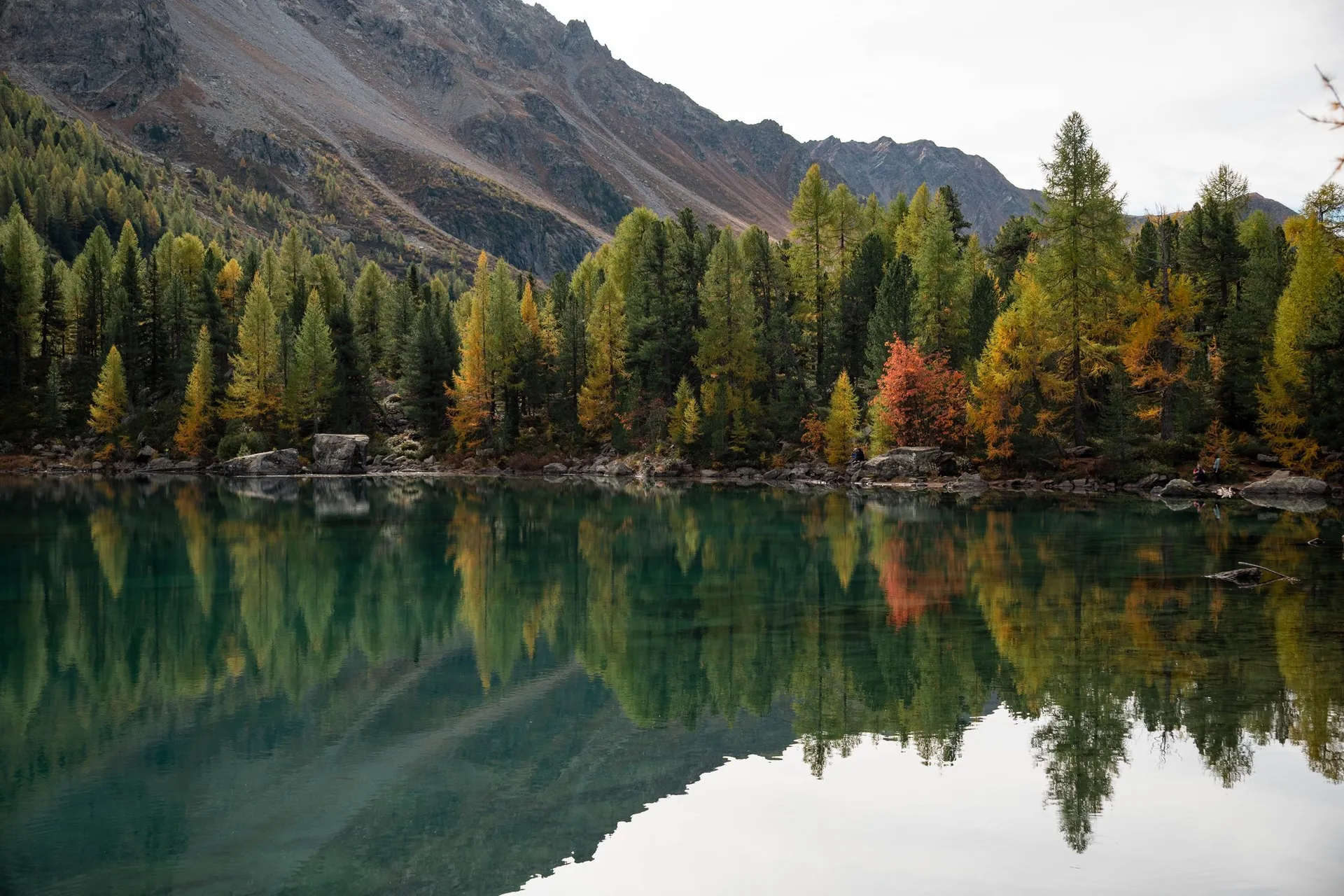 Gelbe Lärchen, dunkle Arven und ein rot belaubter Strauch spiegeln sich im grünen Lagh da Saoseo, darüber eine Geröllflanke