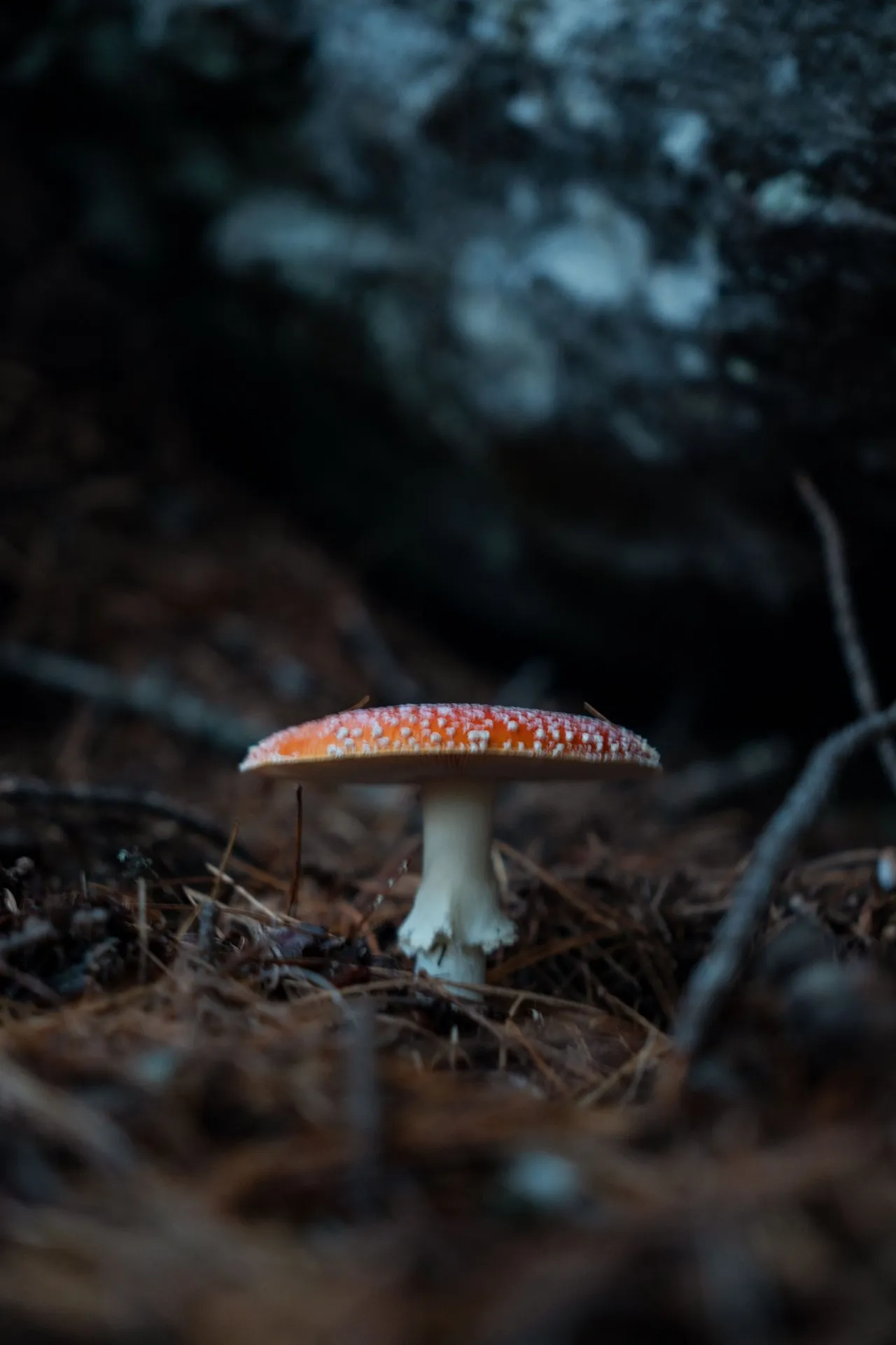 Ein Fliegenpilz mit rotem, weiss getupftem Hut zwischen Nadeln im Wald