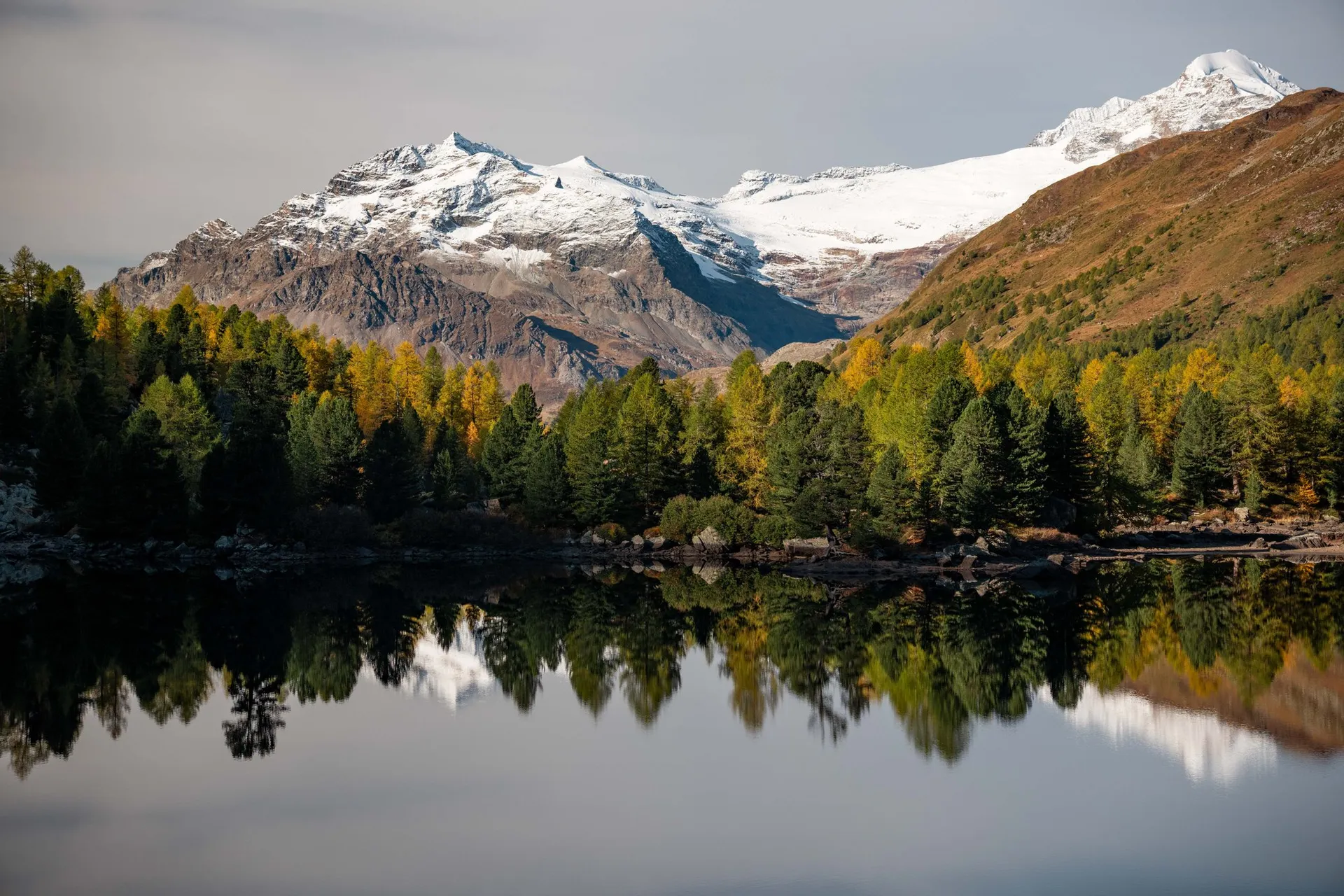 Die verschneiten Gipfel und Gletscher der Berninagruppe über gelben Lärchen und dunklen Arven, gespiegelt im ruhigen Lagh da Val Viola
