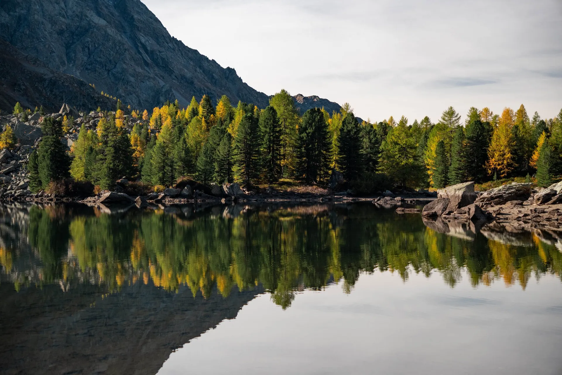 Gelbe Lärchen und dunkle Arven spiegeln sich im ruhigen Lagh da Val Viola, links ein steiler, dunkler Hang